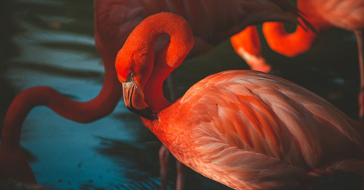 découvrez l'art de la séduction : conseils, techniques et astuces pour charmer et captiver. apprenez à développer votre confiance en vous et à établir des connexions authentiques.