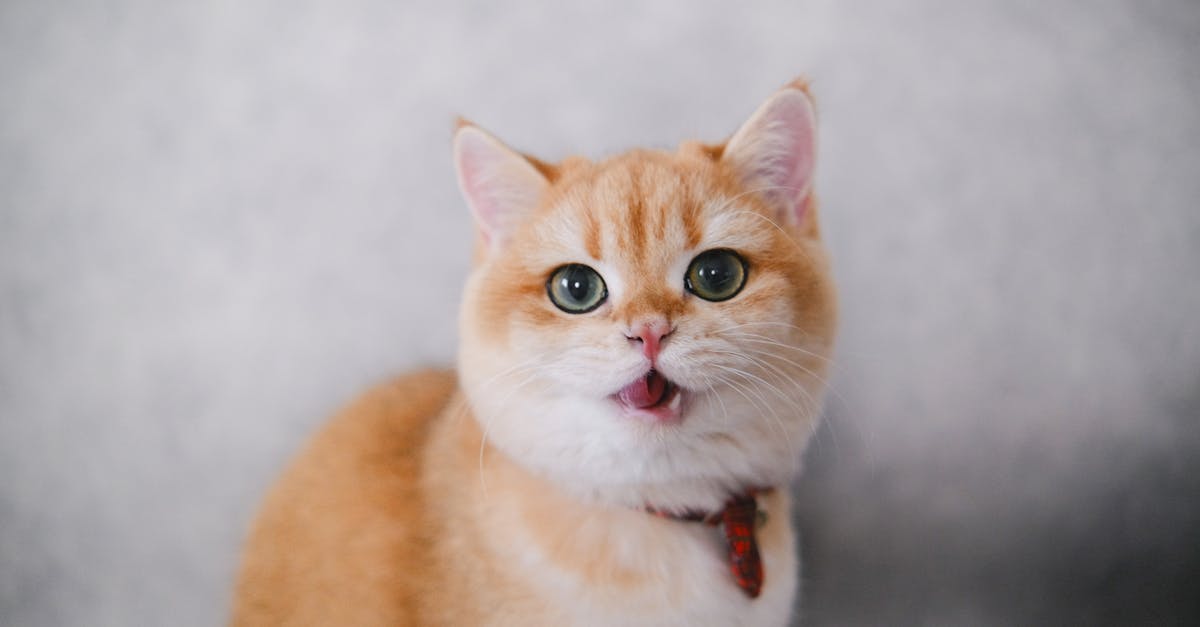 découvrez notre sélection de colliers pour chats, alliant confort et sécurité. offrez à votre compagnon félin un accessoire élégant et pratique, disponible dans divers styles et couleurs. assurez-vous que votre chat soit à la fois tendance et en sécurité grâce à nos colliers de qualité.