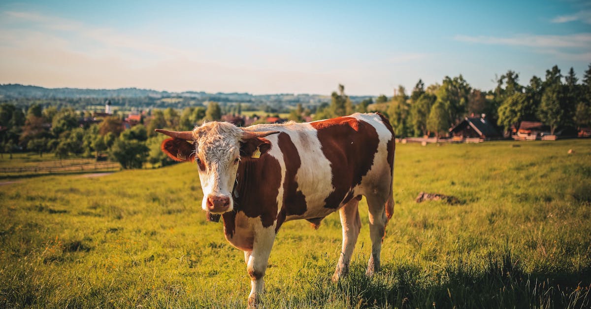 découvrez tout ce qu'il faut savoir sur le ccw : définition, importance, domaines d'utilisation et conseils pratiques pour mieux comprendre ce terme essentiel.