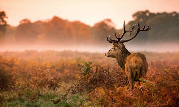 photographie animaux sauvages